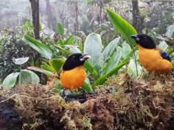 Amagusa Tulipe Hiking